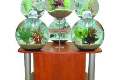 Fotografía de un acuario conformado por seis esferas comunicadas por canales que permiten a los peces ingresar en cada uno de los habitáculos, todo sobre una mesa de madera color cereza.